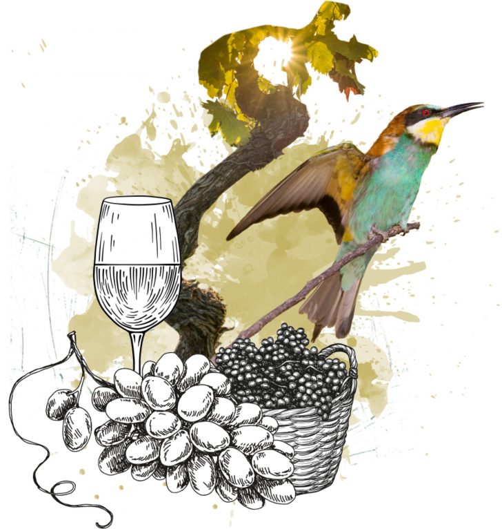 Winzergenossenschaft_Bötzingen_Splash_Bienenfresser Splash WGB Bienenfresser Rebstock