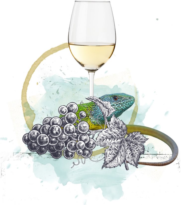 Winzergenossenschaft_Bötzingen_Weisswein Blauer Splash WG Bötzinger Weisswein, Trauben, Eidechse